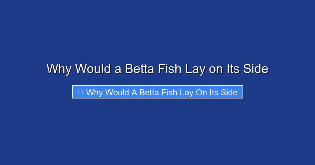 Why Would a Betta Fish Lay on Its Side