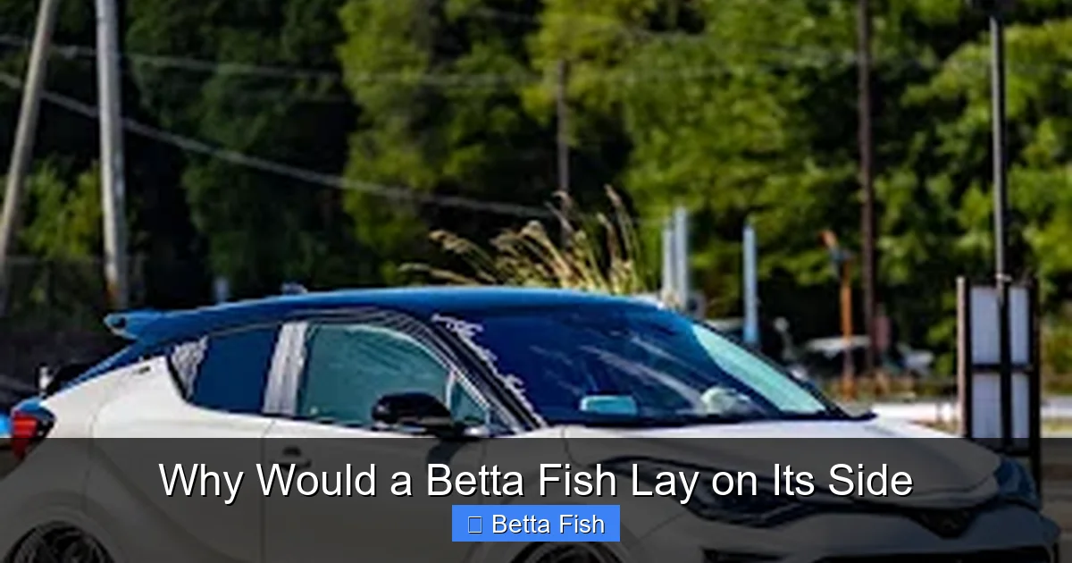 Why Would a Betta Fish Lay on Its Side