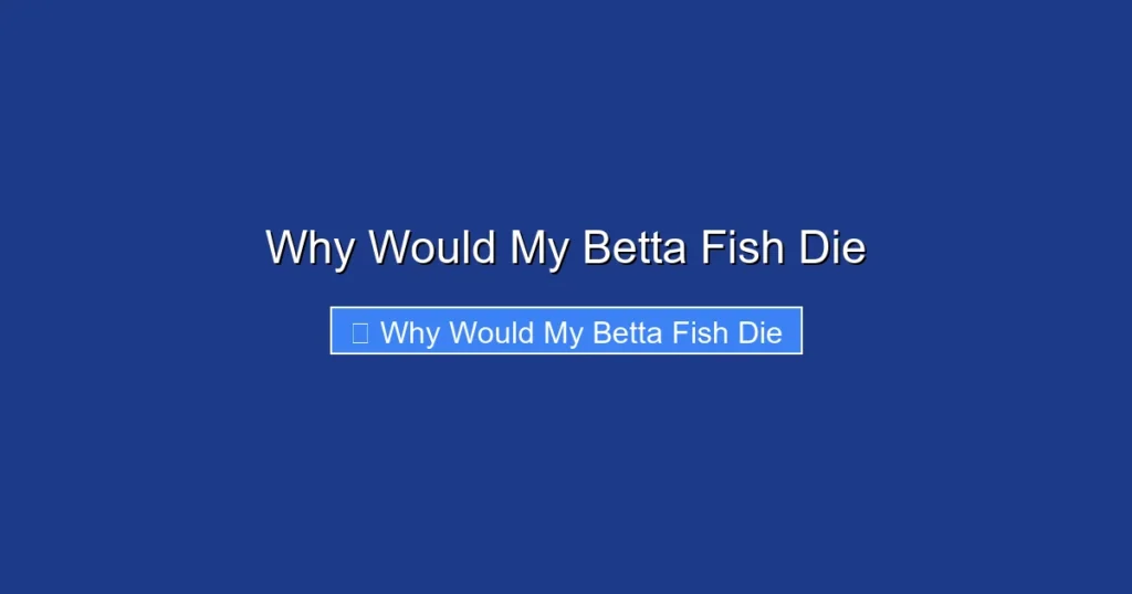 Why Would My Betta Fish Die