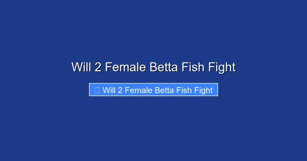 Will 2 Female Betta Fish Fight