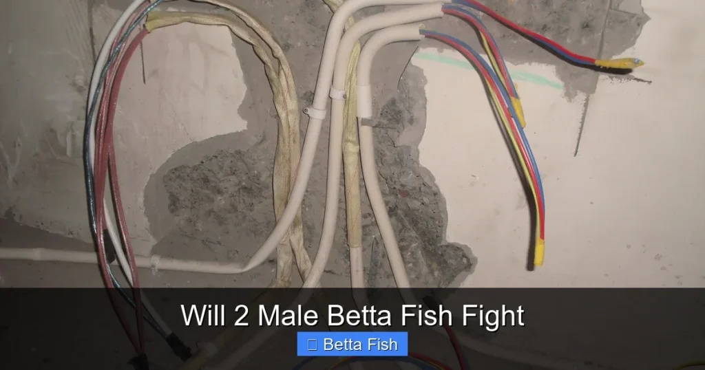 Will 2 Male Betta Fish Fight