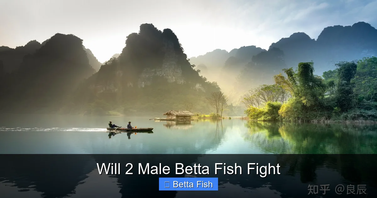 Will 2 Male Betta Fish Fight