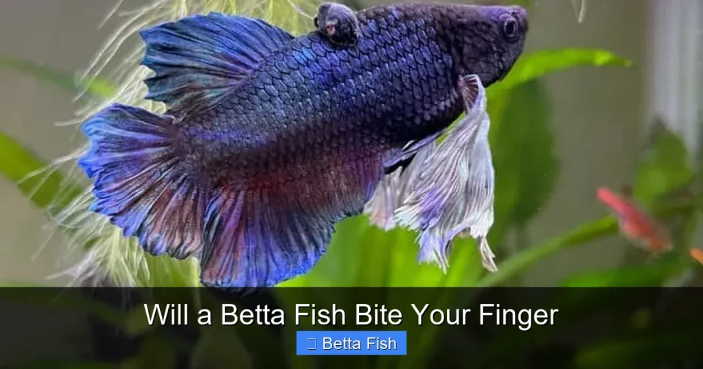 Will a Betta Fish Bite Your Finger