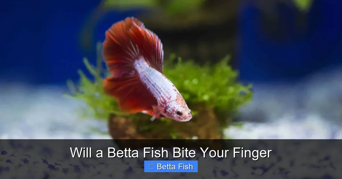 Will a Betta Fish Bite Your Finger