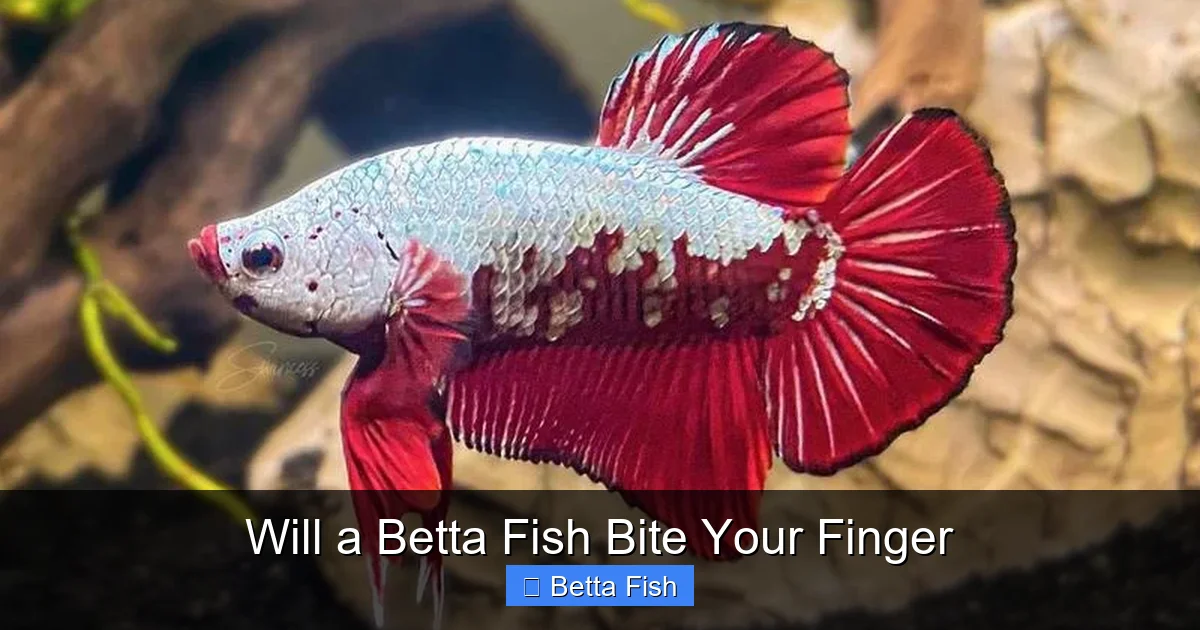 Will a Betta Fish Bite Your Finger