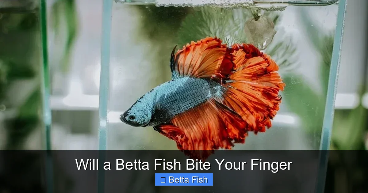 Will a Betta Fish Bite Your Finger