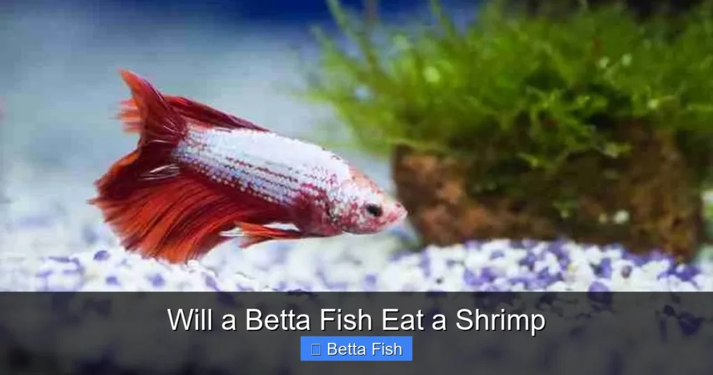Will a Betta Fish Eat a Shrimp