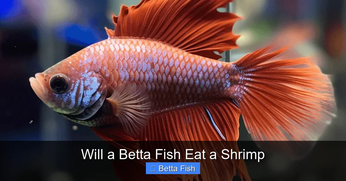 Will a Betta Fish Eat a Shrimp