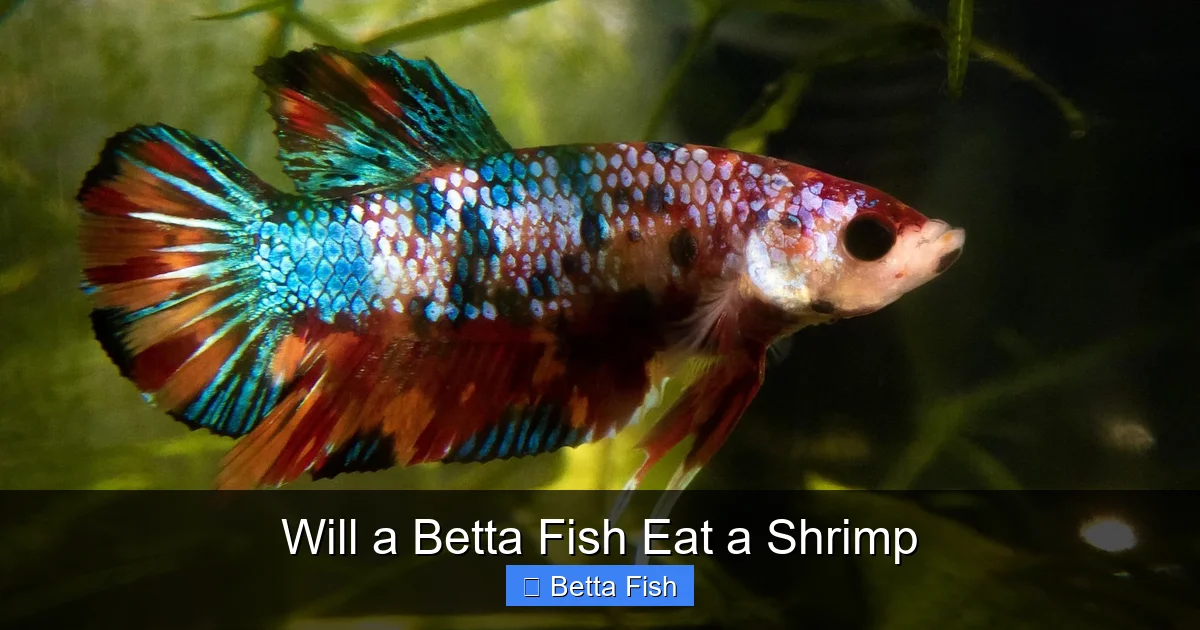 Will a Betta Fish Eat a Shrimp