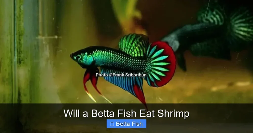 Will a Betta Fish Eat Shrimp