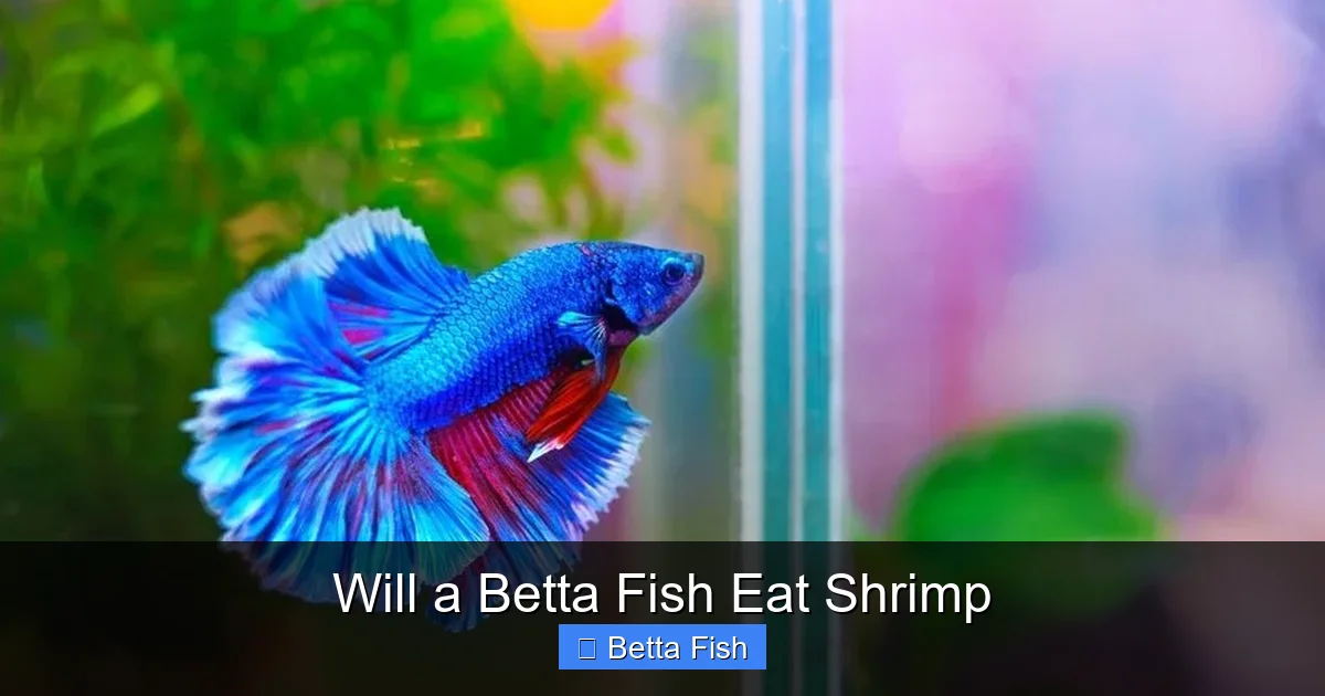 Will a Betta Fish Eat Shrimp