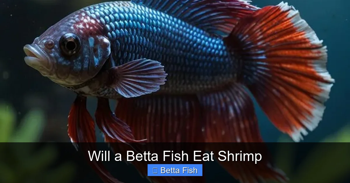 Will a Betta Fish Eat Shrimp