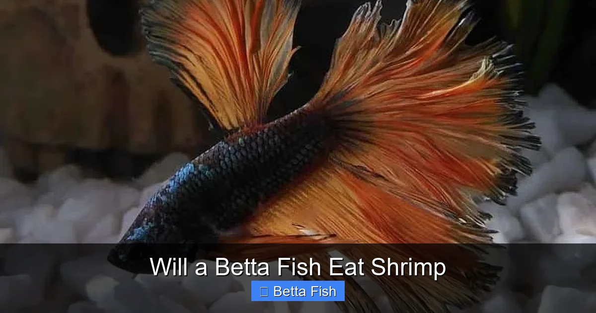 Will a Betta Fish Eat Shrimp