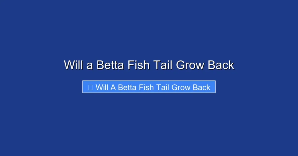 Will a Betta Fish Tail Grow Back