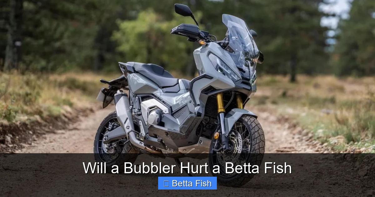 Will a Bubbler Hurt a Betta Fish