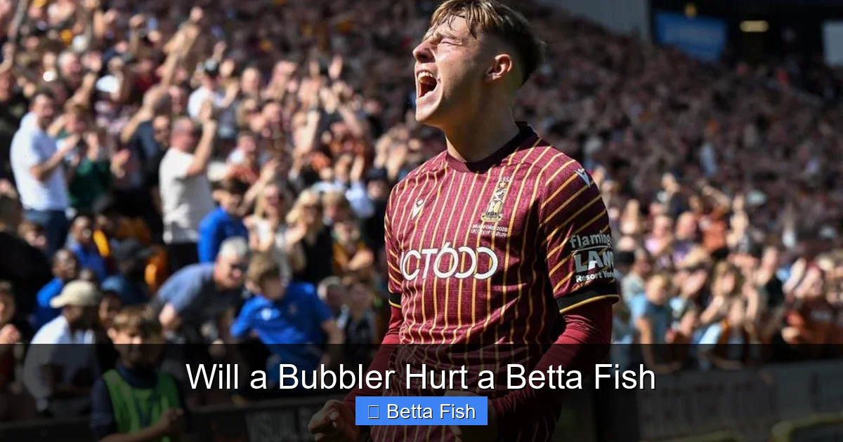 Will a Bubbler Hurt a Betta Fish