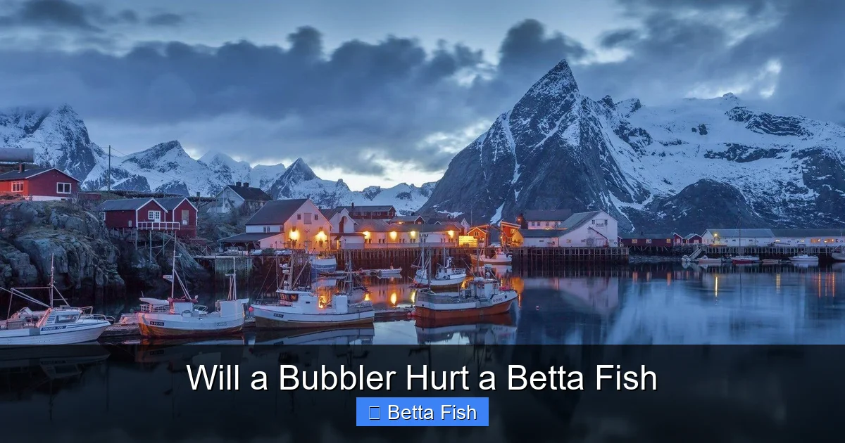 Will a Bubbler Hurt a Betta Fish