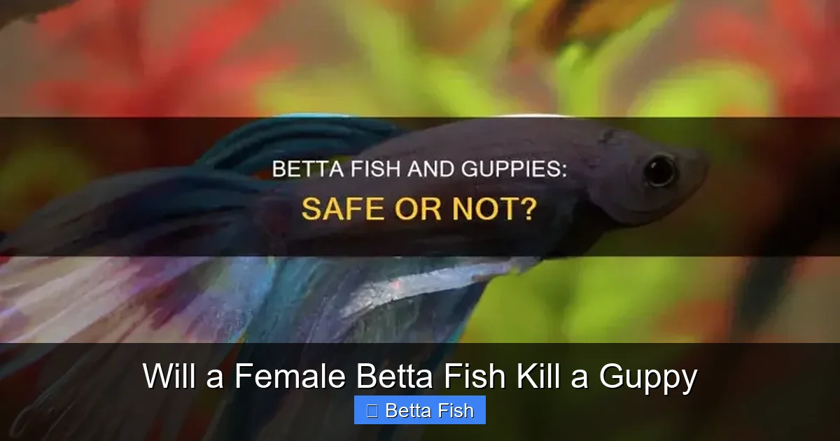 Will a Female Betta Fish Kill a Guppy