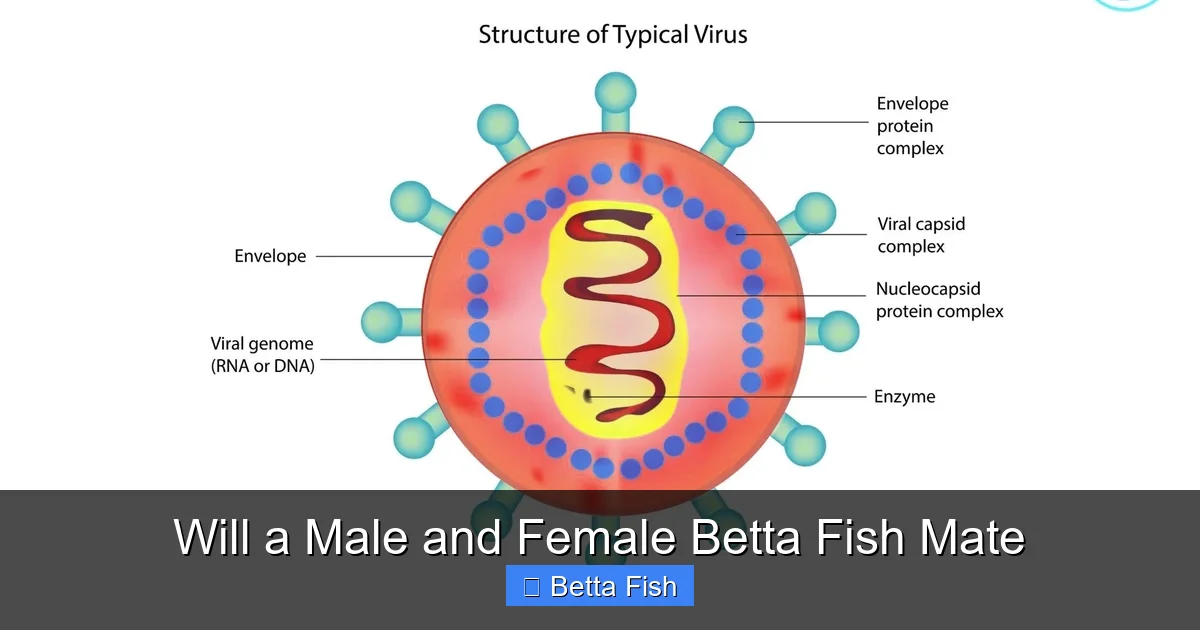 Will a Male and Female Betta Fish Mate