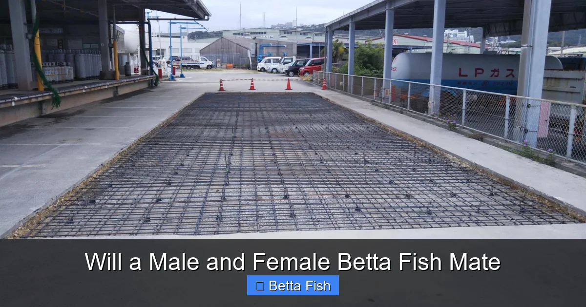 Will a Male and Female Betta Fish Mate