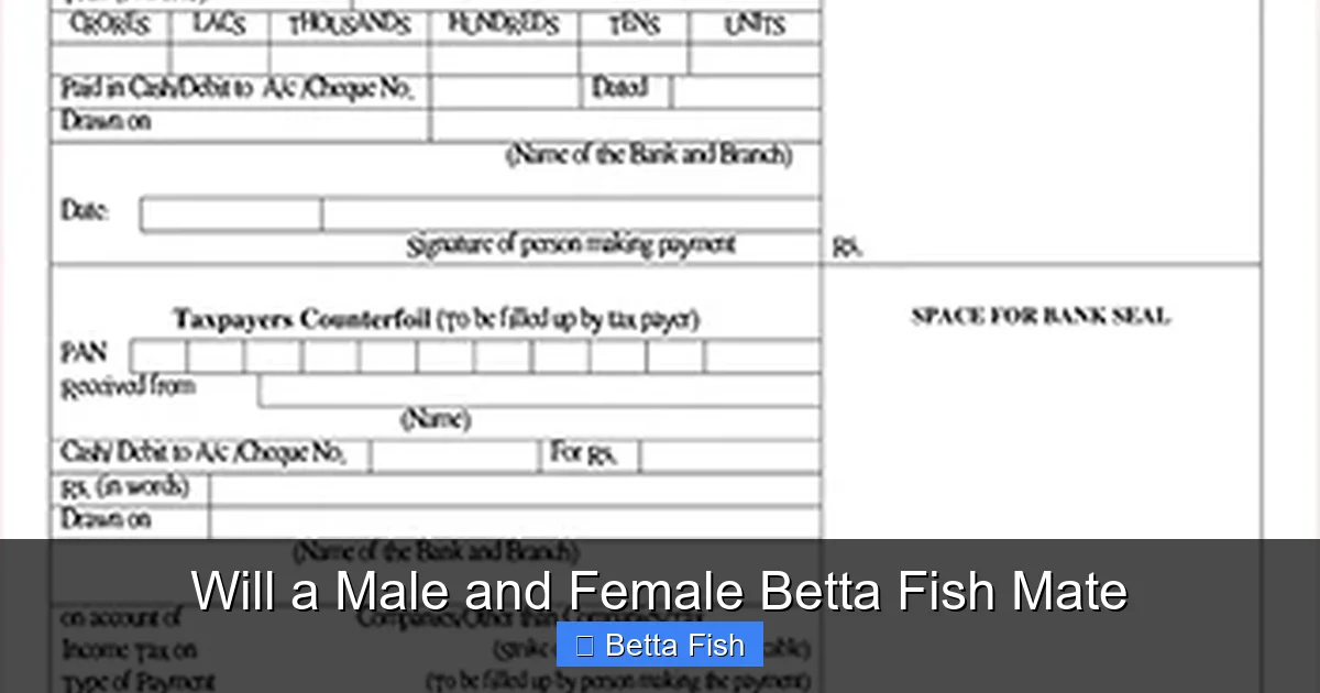 Will a Male and Female Betta Fish Mate