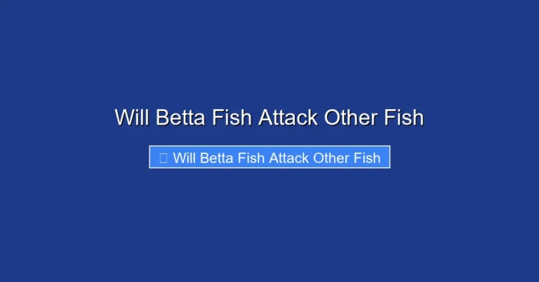 Will Betta Fish Attack Other Fish