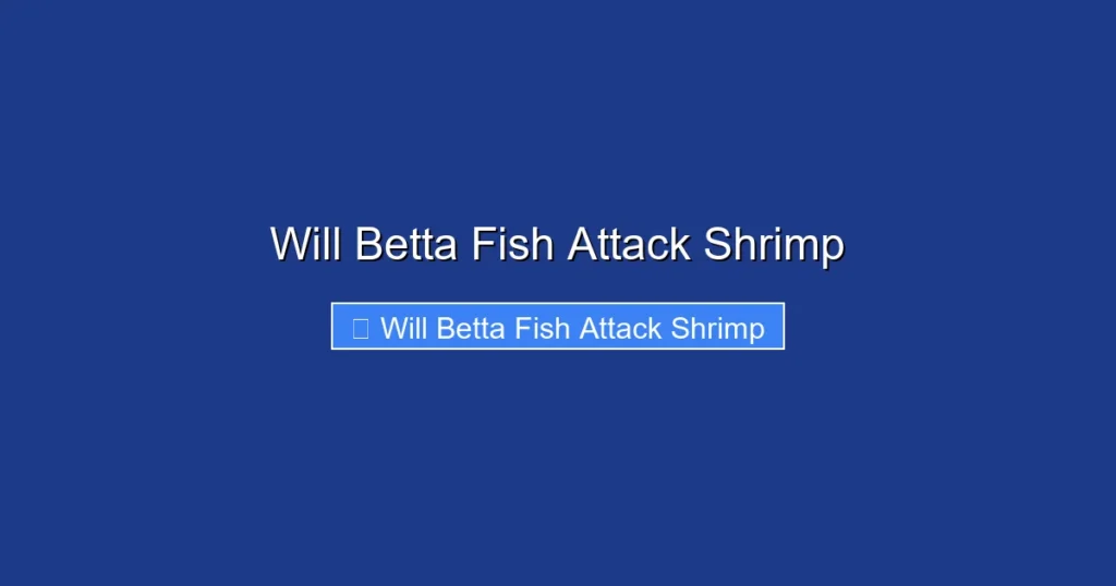 Will Betta Fish Attack Shrimp