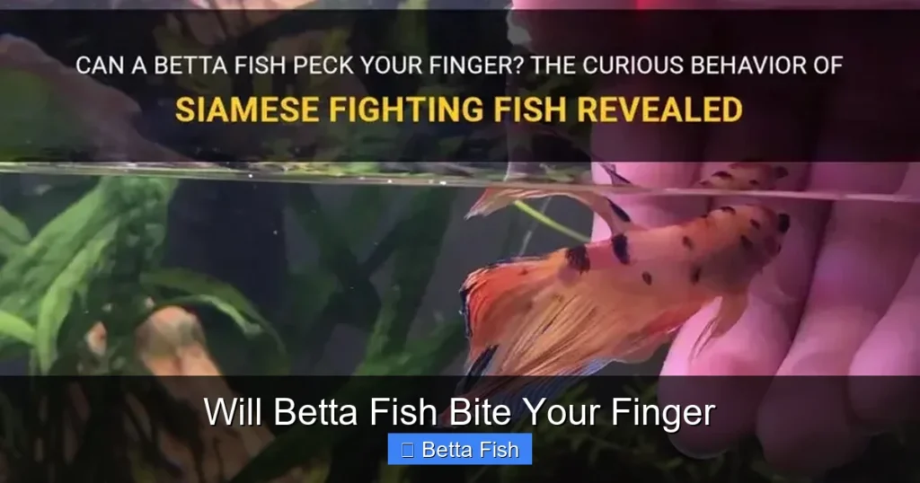 Will Betta Fish Bite Your Finger