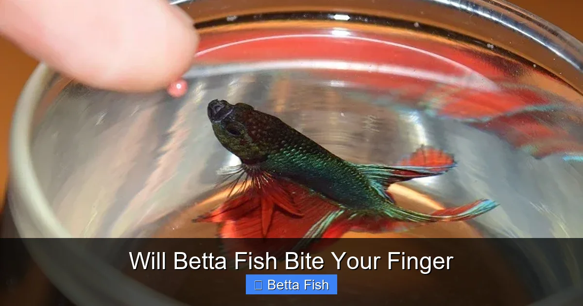 Will Betta Fish Bite Your Finger
