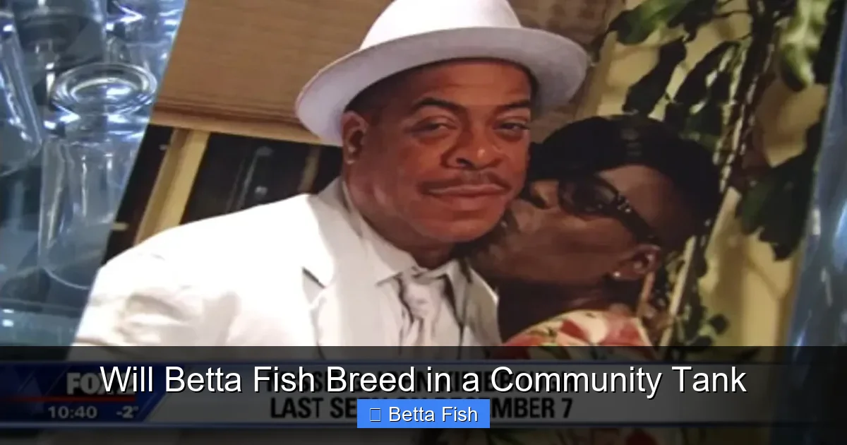 Will Betta Fish Breed in a Community Tank