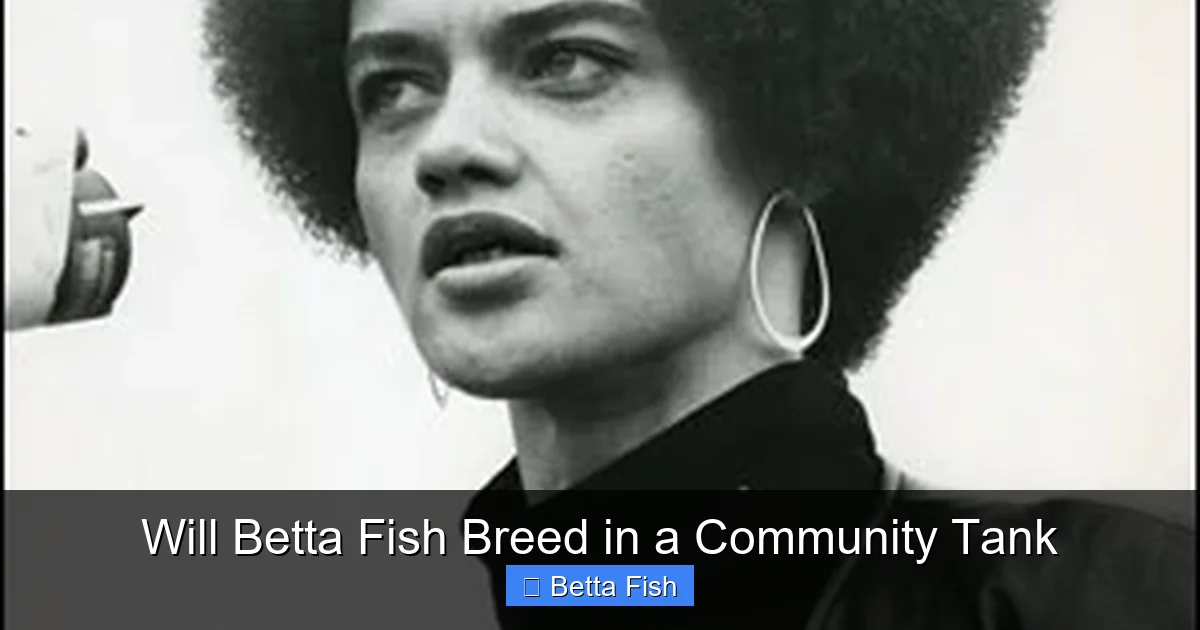 Will Betta Fish Breed in a Community Tank
