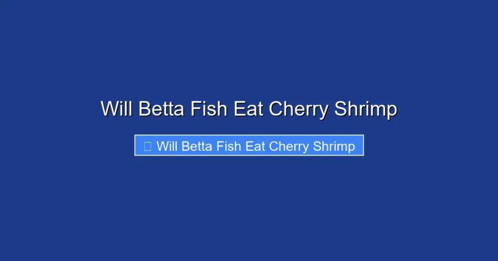 Will Betta Fish Eat Cherry Shrimp