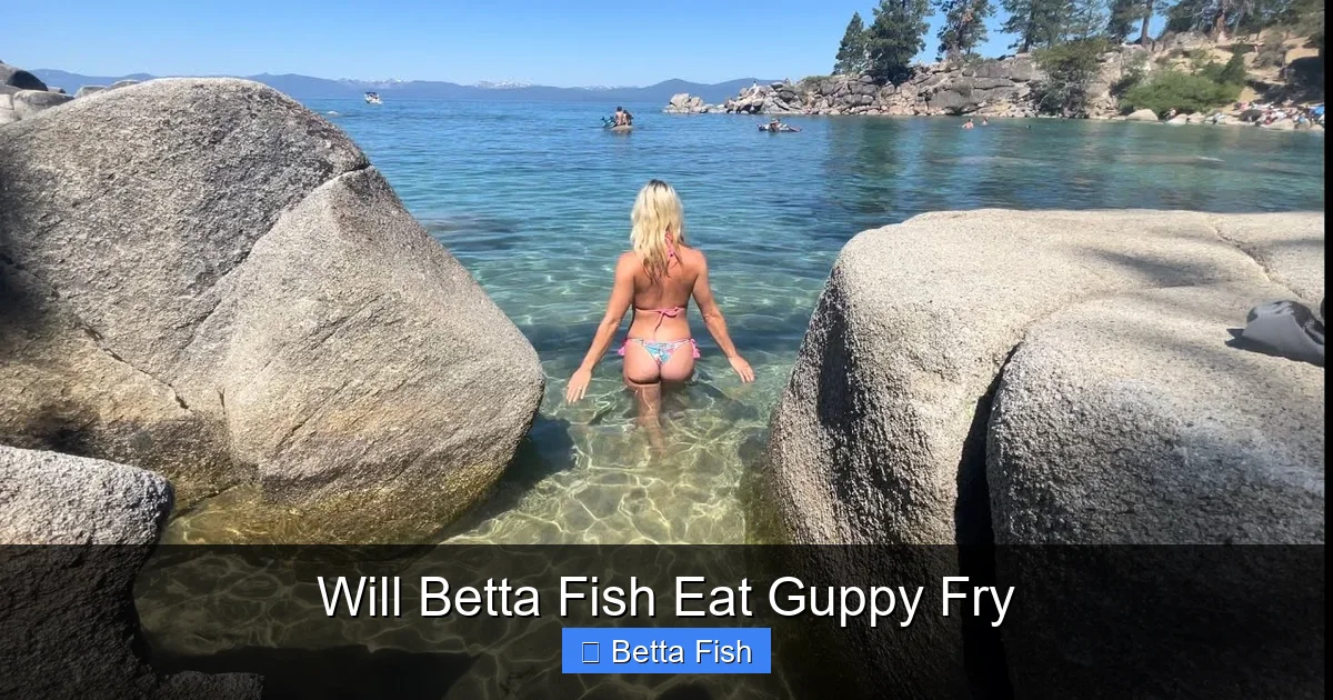 Will Betta Fish Eat Guppy Fry