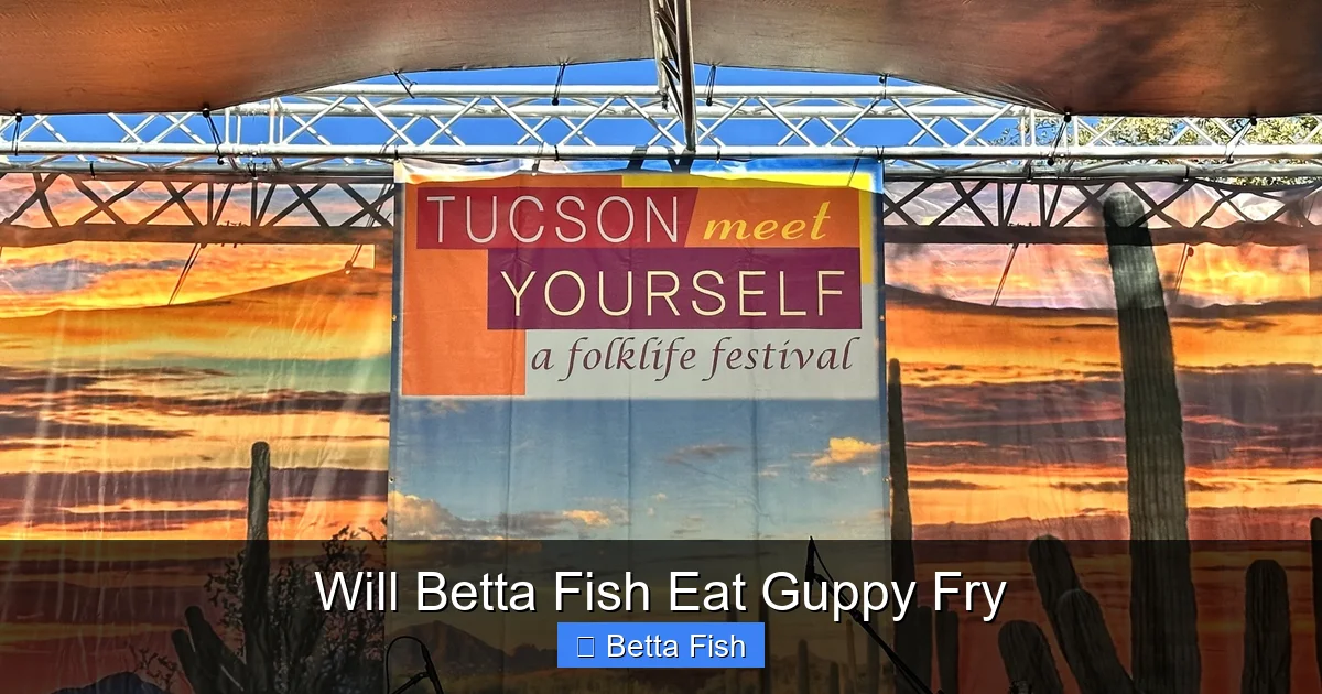 Will Betta Fish Eat Guppy Fry