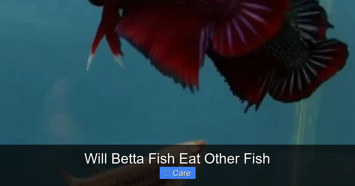 Will Betta Fish Eat Other Fish