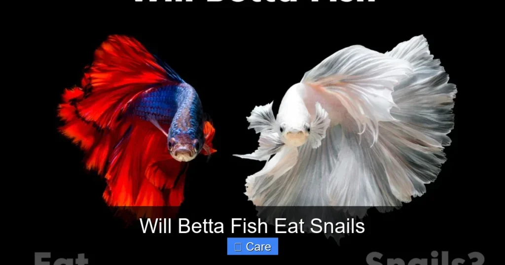 Will Betta Fish Eat Snails