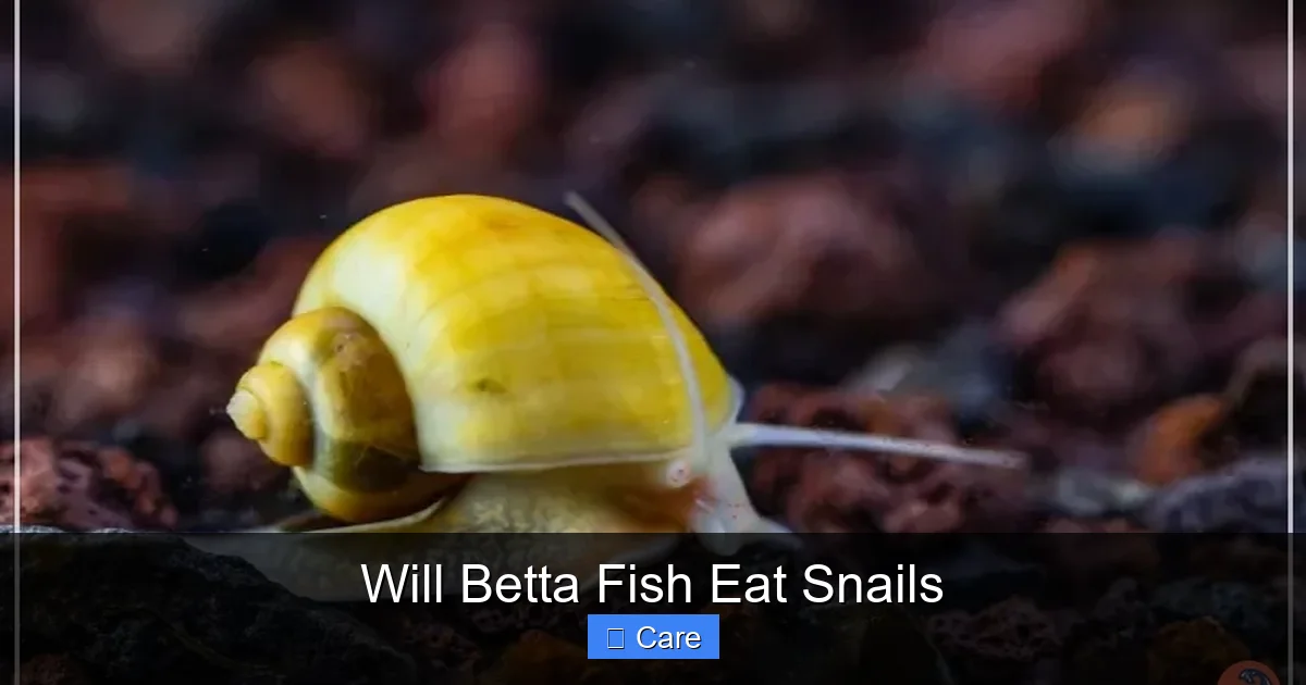 Will Betta Fish Eat Snails