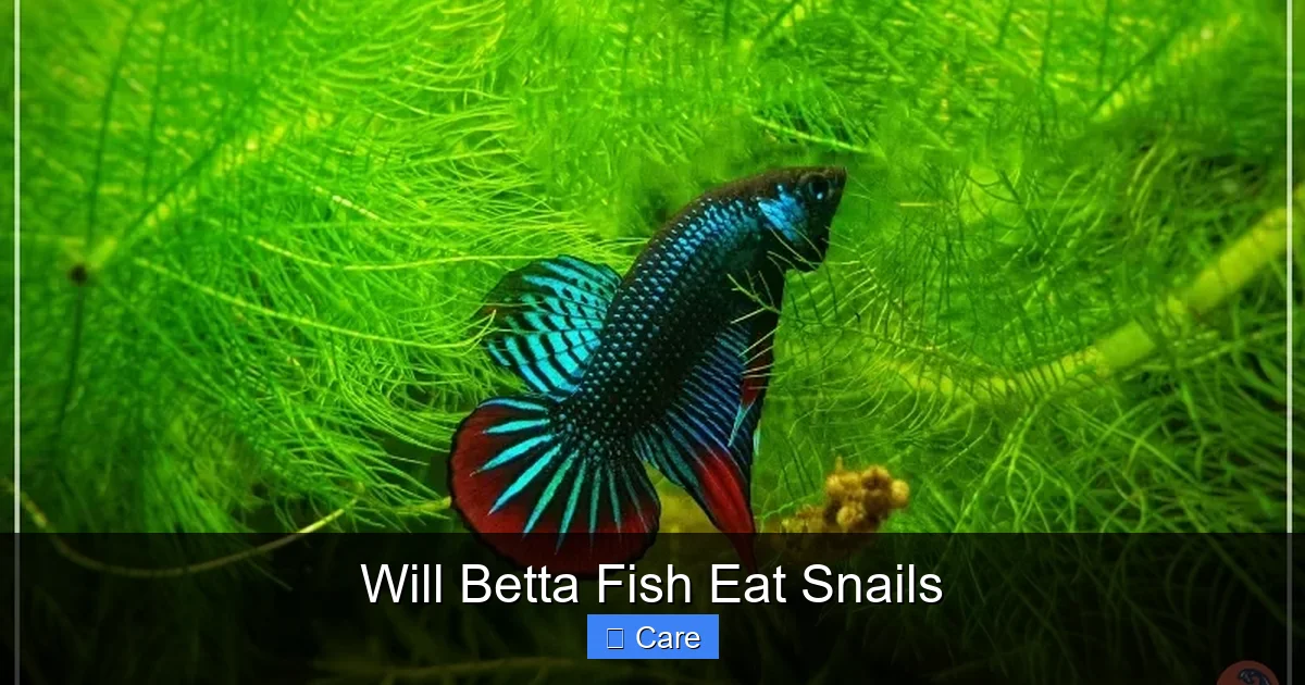 Will Betta Fish Eat Snails