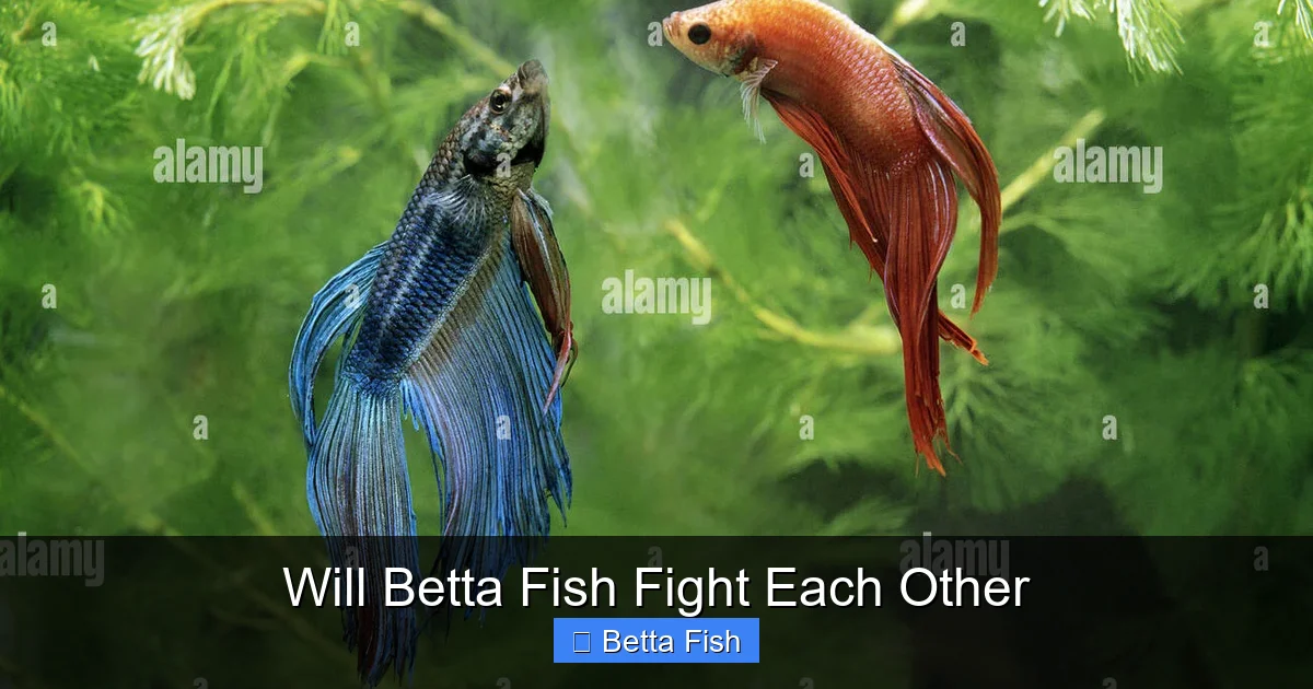 Will Betta Fish Fight Each Other