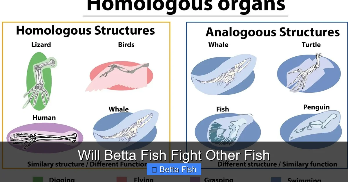 Will Betta Fish Fight Other Fish