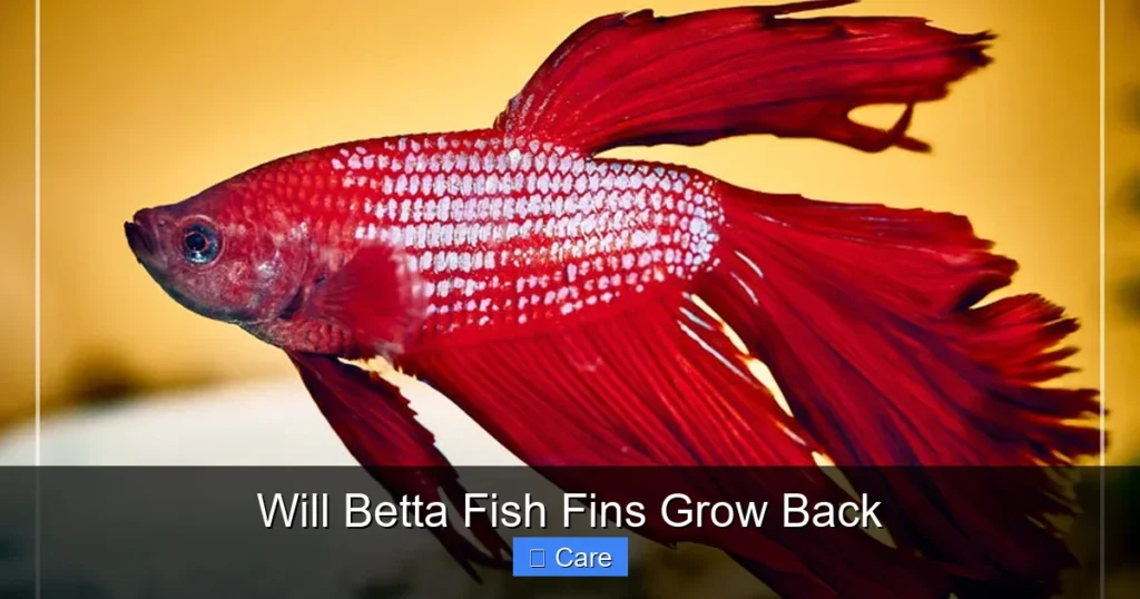 Will Betta Fish Fins Grow Back