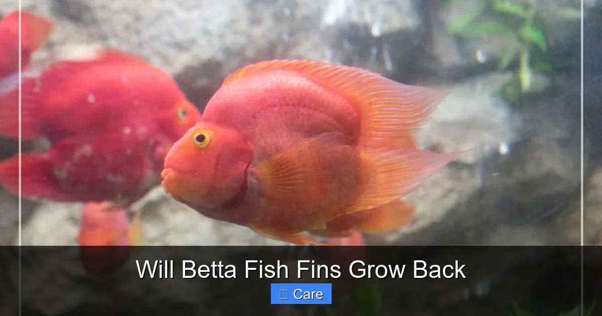 Will Betta Fish Fins Grow Back