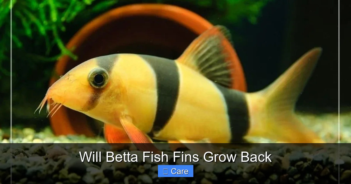 Will Betta Fish Fins Grow Back