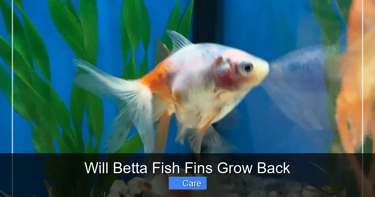 Will Betta Fish Fins Grow Back