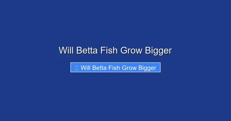 Will Betta Fish Grow Bigger