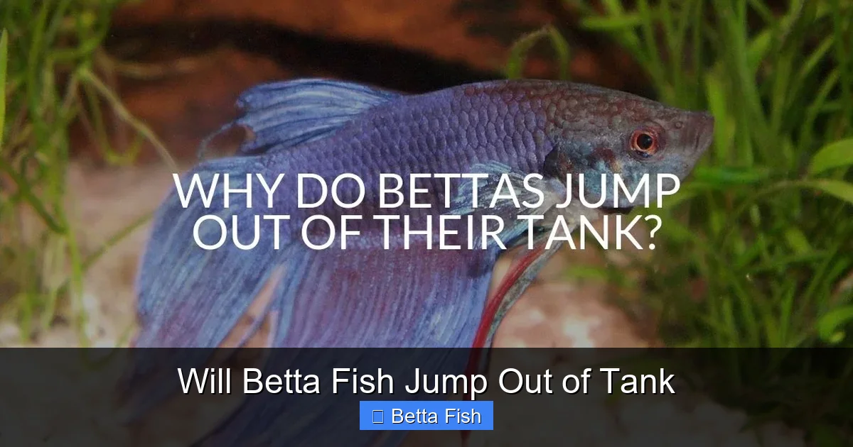 Will Betta Fish Jump Out of Tank