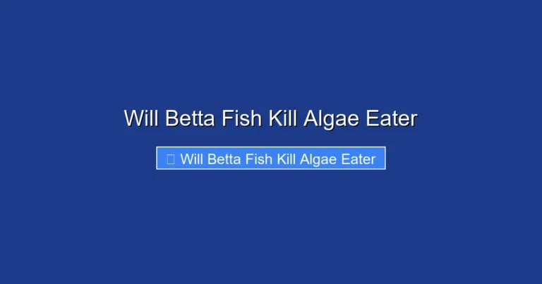 Will Betta Fish Kill Algae Eater