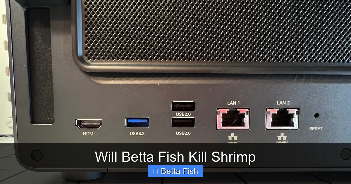 Will Betta Fish Kill Shrimp