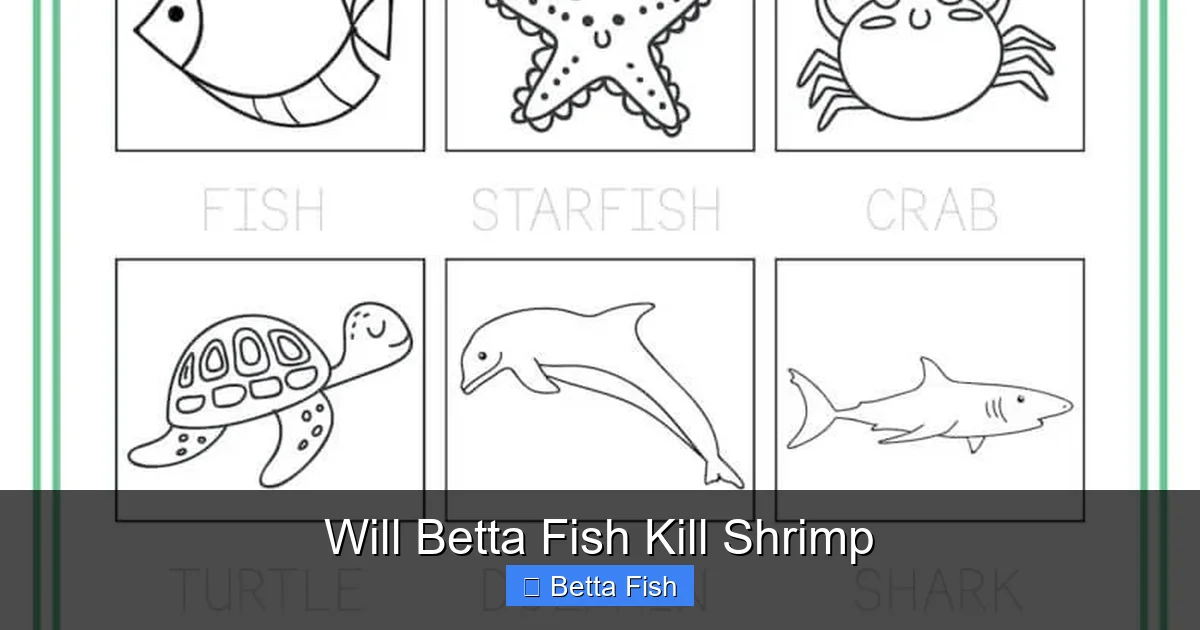 Will Betta Fish Kill Shrimp