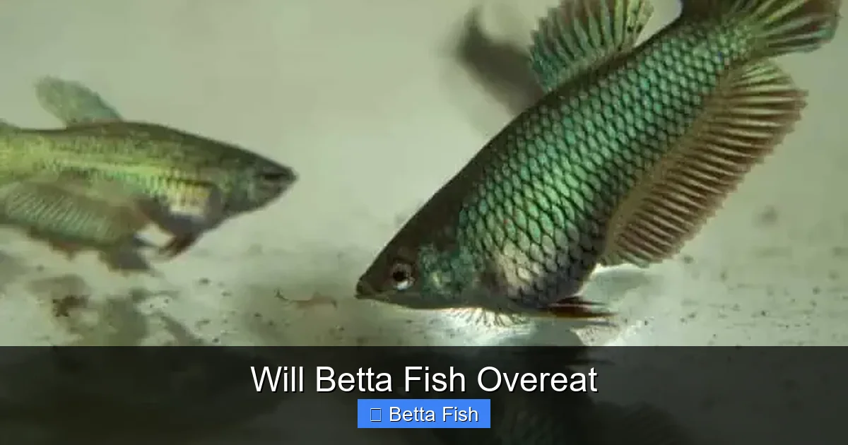 Will Betta Fish Overeat